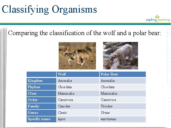 Classifying Organisms Comparing the classification of the wolf and a polar bear: Wolf Polar