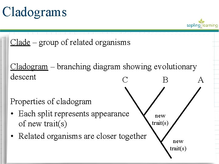Cladograms Clade – group of related organisms Cladogram – branching diagram showing evolutionary descent