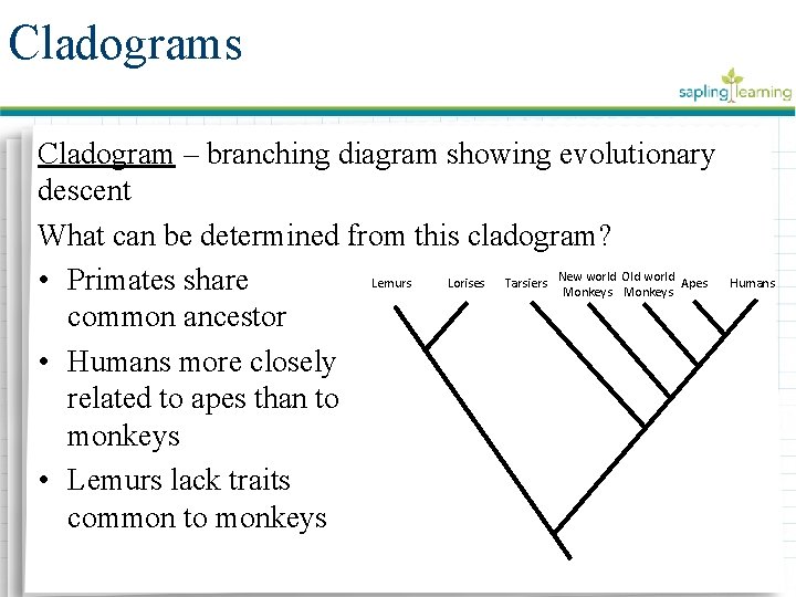 Cladograms Cladogram – branching diagram showing evolutionary descent What can be determined from this