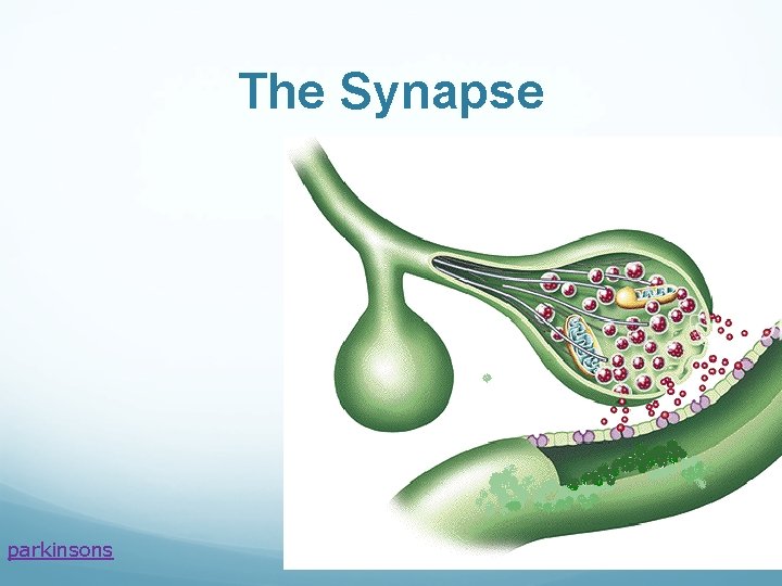 The Synapse parkinsons 