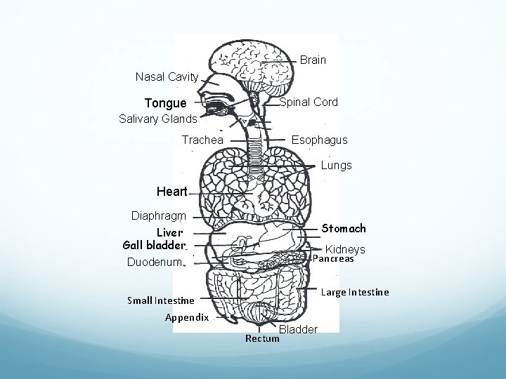 Brain Nasal Cavity Tongue Spinal Cord Salivary Glands Trachea Esophagus Lungs Heart Diaphragm Liver