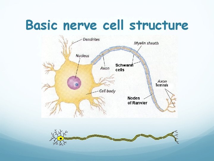Basic nerve cell structure 