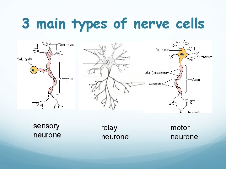 3 main types of nerve cells sensory neurone relay neurone motor neurone 
