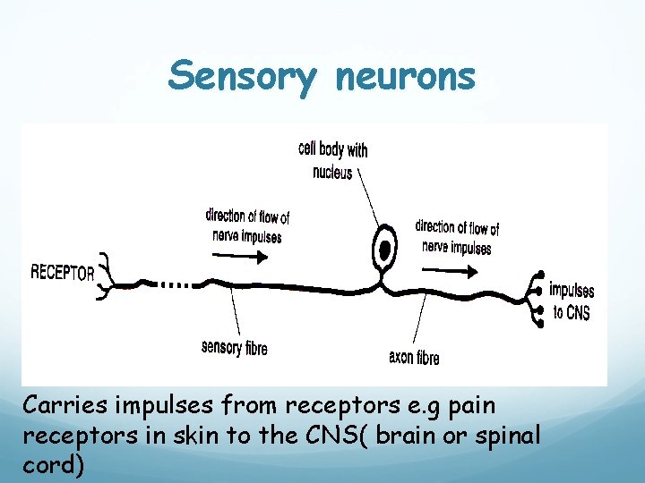 Sensory neurons Carries impulses from receptors e. g pain receptors in skin to the
