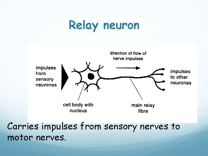 Relay neuron Carries impulses from sensory nerves to motor nerves. 