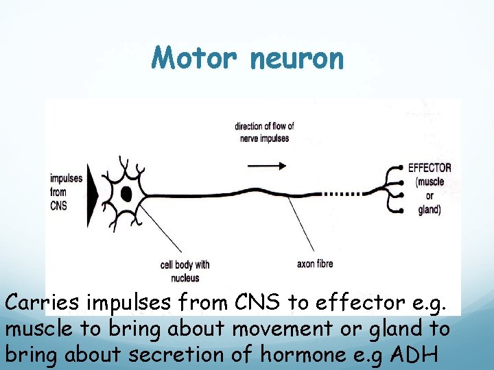 Motor neuron Carries impulses from CNS to effector e. g. muscle to bring about