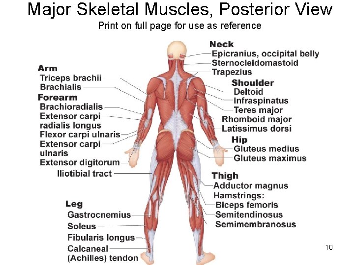 Major Skeletal Muscles, Posterior View Print on full page for use as reference 10