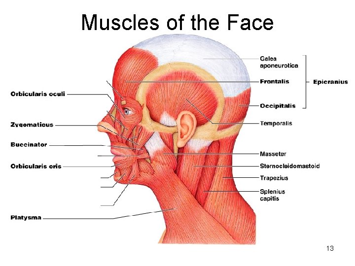 Muscles of the Face 13 