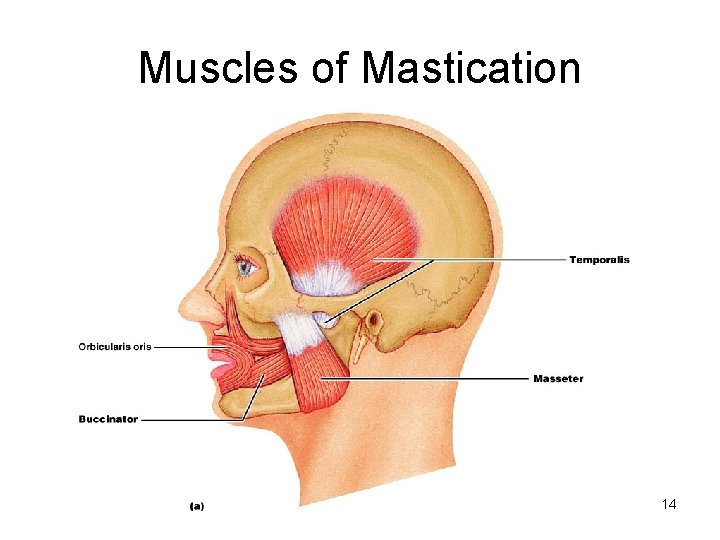 Muscles of Mastication 14 