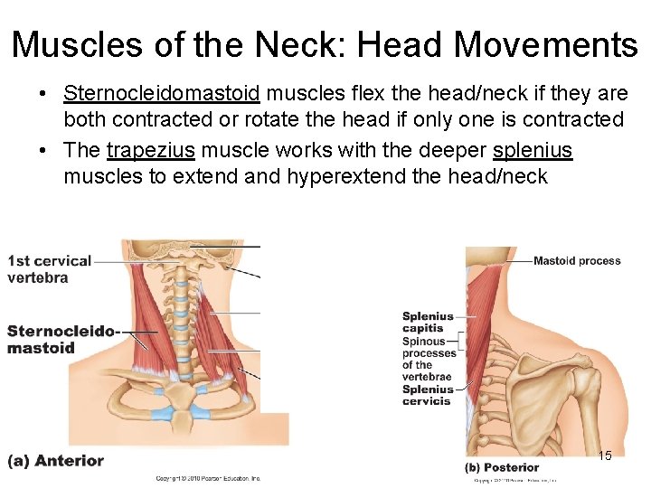 Muscles of the Neck: Head Movements • Sternocleidomastoid muscles flex the head/neck if they