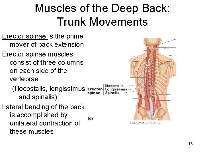 Muscles of the Deep Back: Trunk Movements Erector spinae is the prime mover of