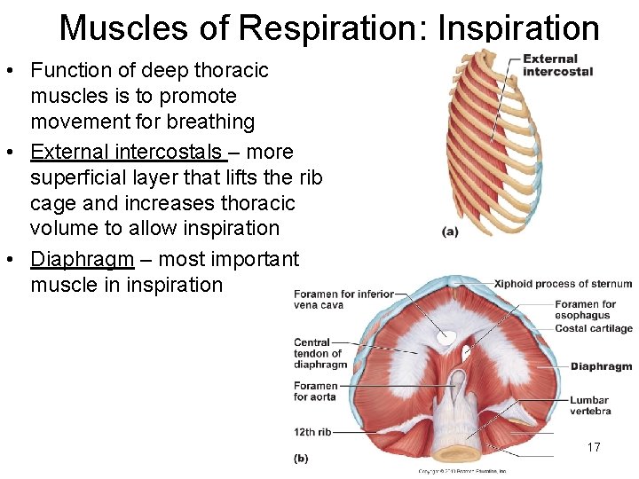 Muscles of Respiration: Inspiration • Function of deep thoracic muscles is to promote movement