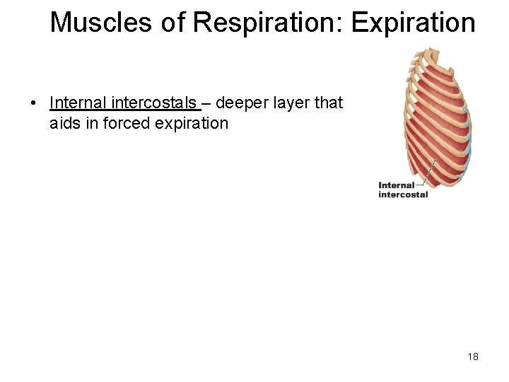 Muscles of Respiration: Expiration • Internal intercostals – deeper layer that aids in forced
