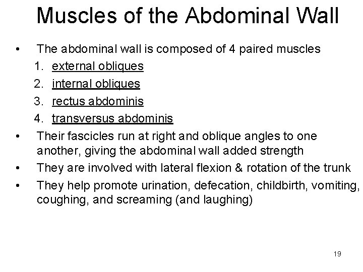 Muscles of the Abdominal Wall • • The abdominal wall is composed of 4