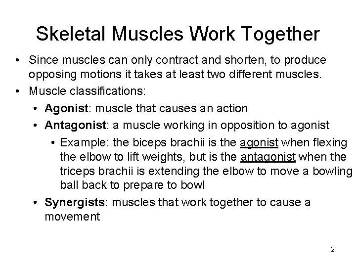 Skeletal Muscles Work Together • Since muscles can only contract and shorten, to produce