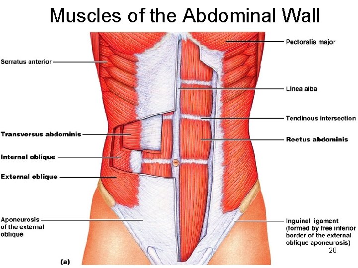 Muscles of the Abdominal Wall 20 
