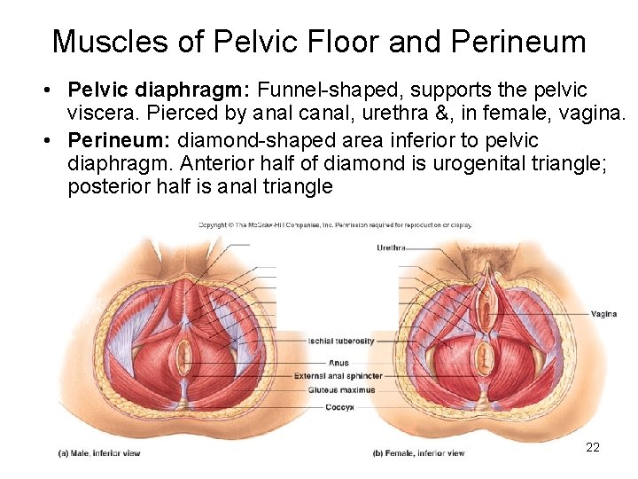 Muscles of Pelvic Floor and Perineum • Pelvic diaphragm: Funnel-shaped, supports the pelvic viscera.