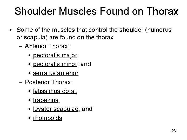 Shoulder Muscles Found on Thorax • Some of the muscles that control the shoulder