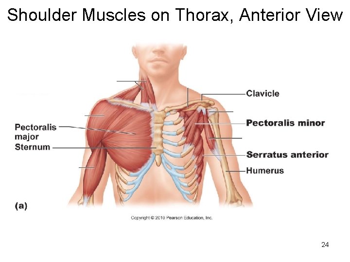 Shoulder Muscles on Thorax, Anterior View 24 