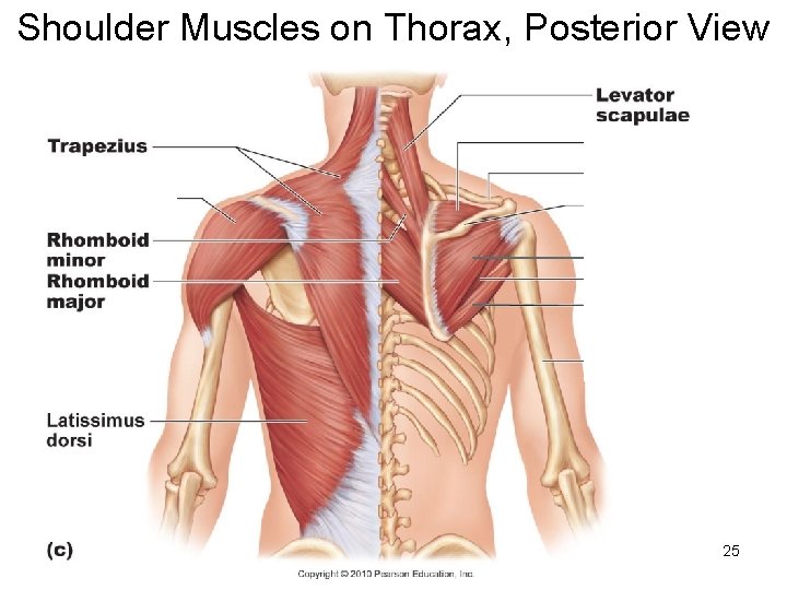 Shoulder Muscles on Thorax, Posterior View 25 