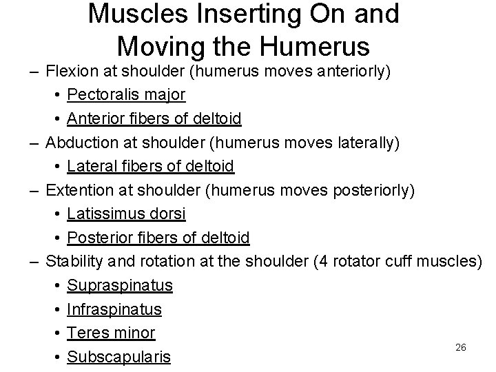 Muscles Inserting On and Moving the Humerus – Flexion at shoulder (humerus moves anteriorly)