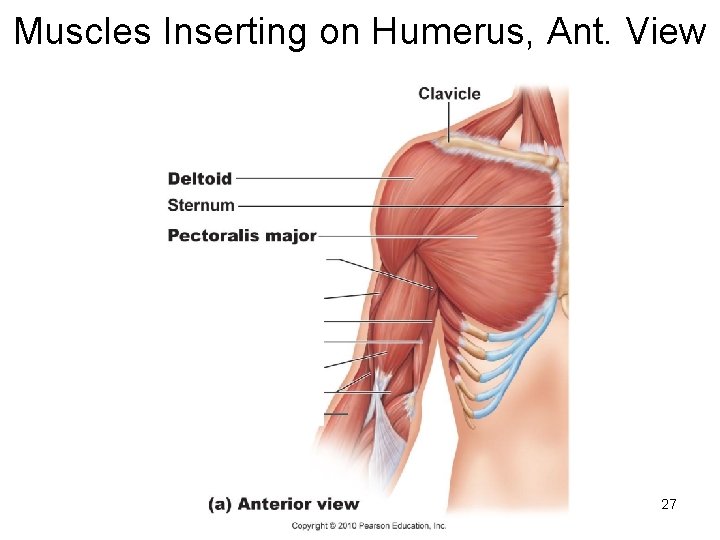 Muscles Inserting on Humerus, Ant. View 27 