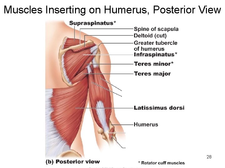 Muscles Inserting on Humerus, Posterior View 28 