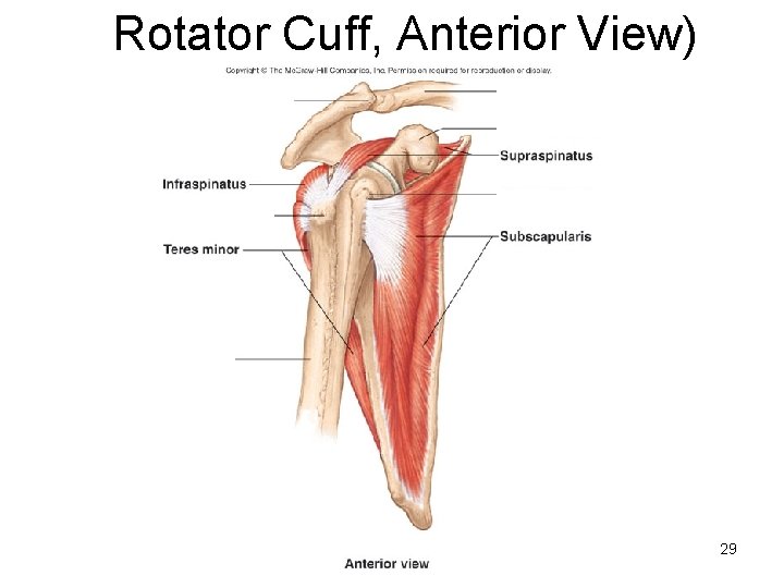 Rotator Cuff, Anterior View) 29 