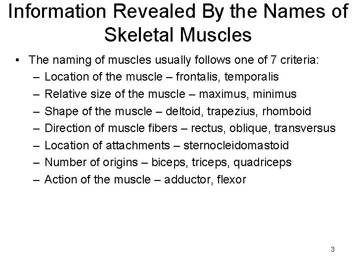 Information Revealed By the Names of Skeletal Muscles • The naming of muscles usually