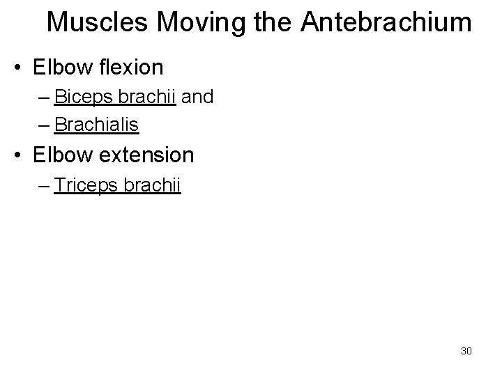 Muscles Moving the Antebrachium • Elbow flexion – Biceps brachii and – Brachialis •