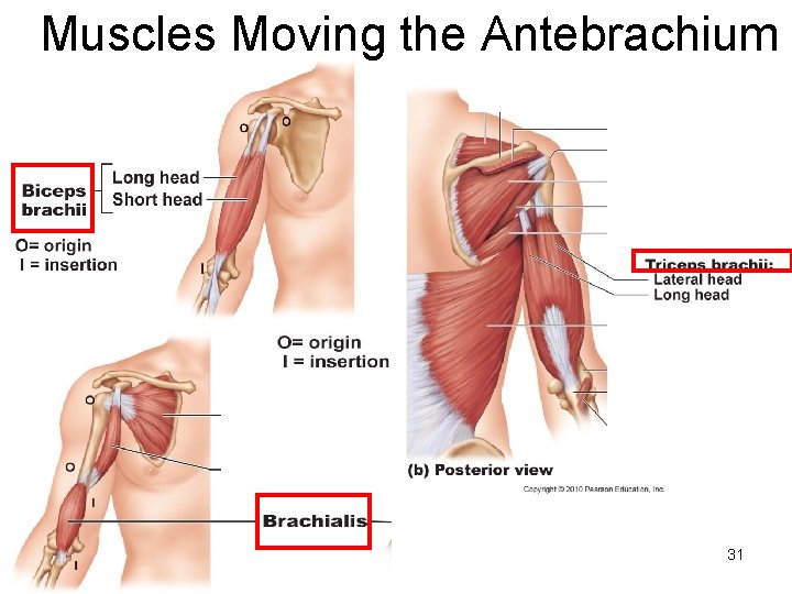 Muscles Moving the Antebrachium 31 