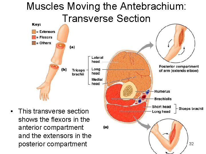 Muscles Moving the Antebrachium: Transverse Section • This transverse section shows the flexors in