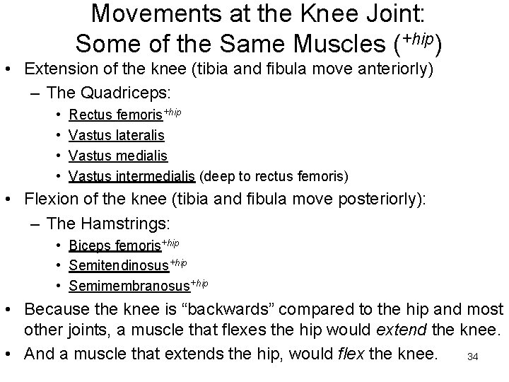 Movements at the Knee Joint: Some of the Same Muscles (+hip) • Extension of