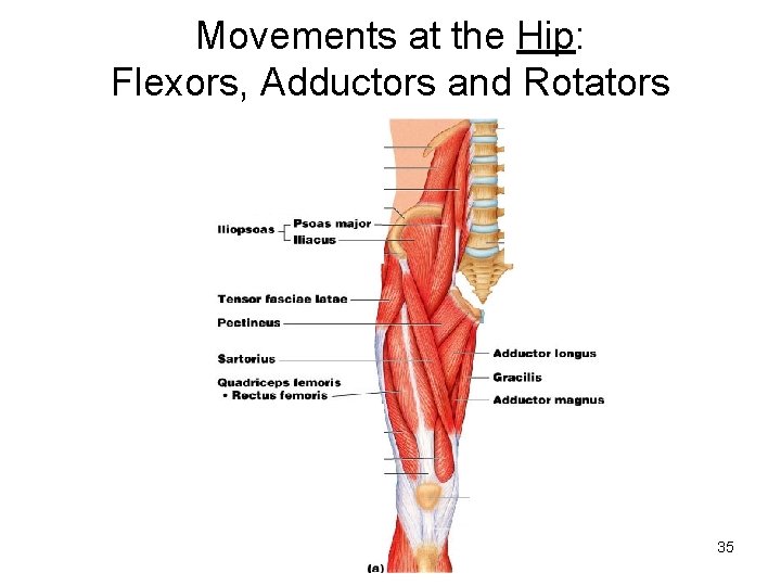 Movements at the Hip: Flexors, Adductors and Rotators 35 