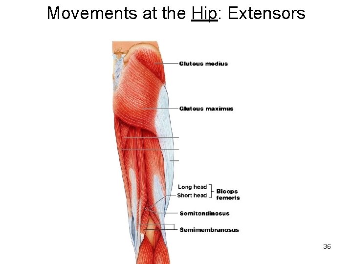 Movements at the Hip: Extensors 36 