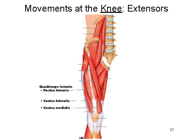 Movements at the Knee: Extensors 37 