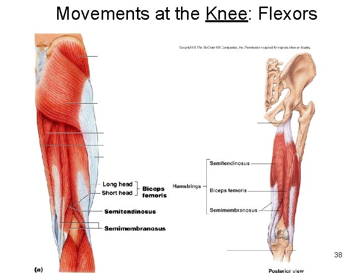 Movements at the Knee: Flexors 38 