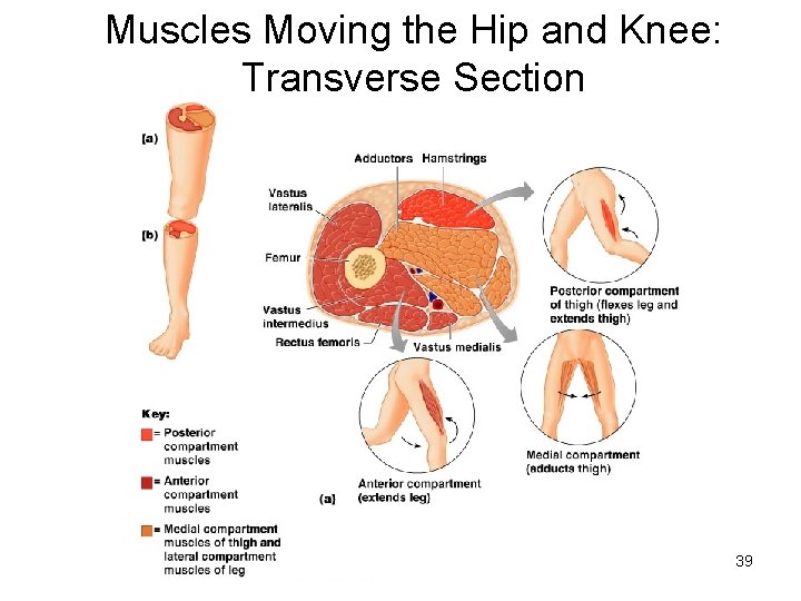 Muscles Moving the Hip and Knee: Transverse Section 39 