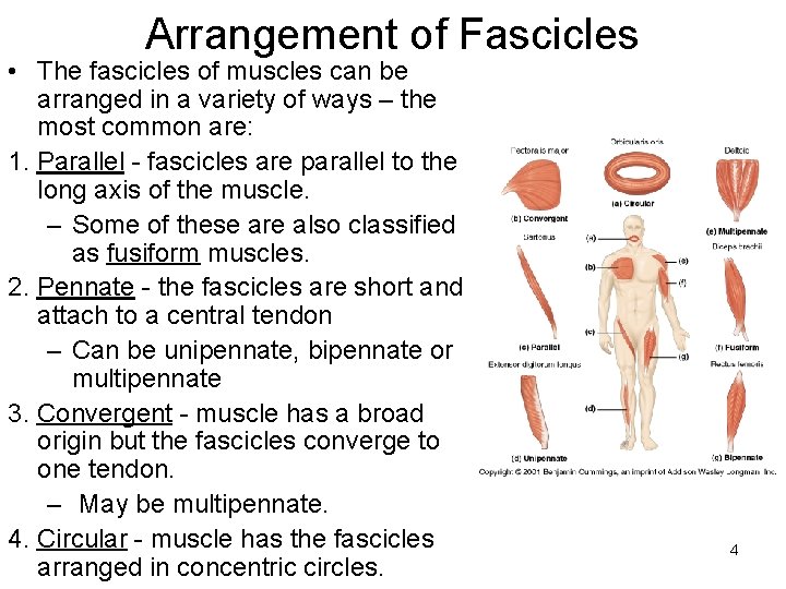 Arrangement of Fascicles • The fascicles of muscles can be arranged in a variety