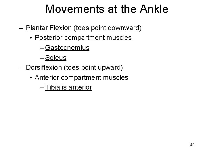 Movements at the Ankle – Plantar Flexion (toes point downward) • Posterior compartment muscles