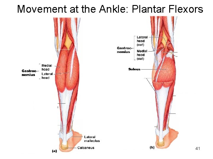 Movement at the Ankle: Plantar Flexors 41 