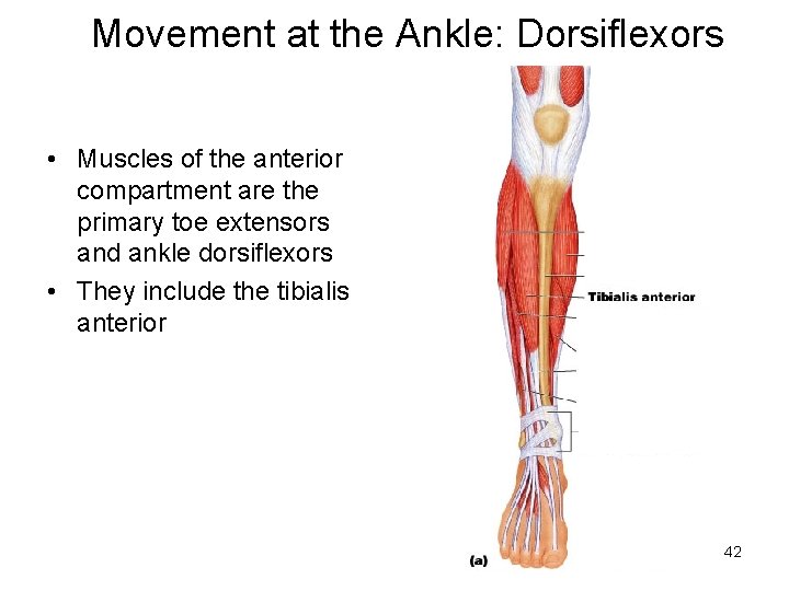 Movement at the Ankle: Dorsiflexors • Muscles of the anterior compartment are the primary