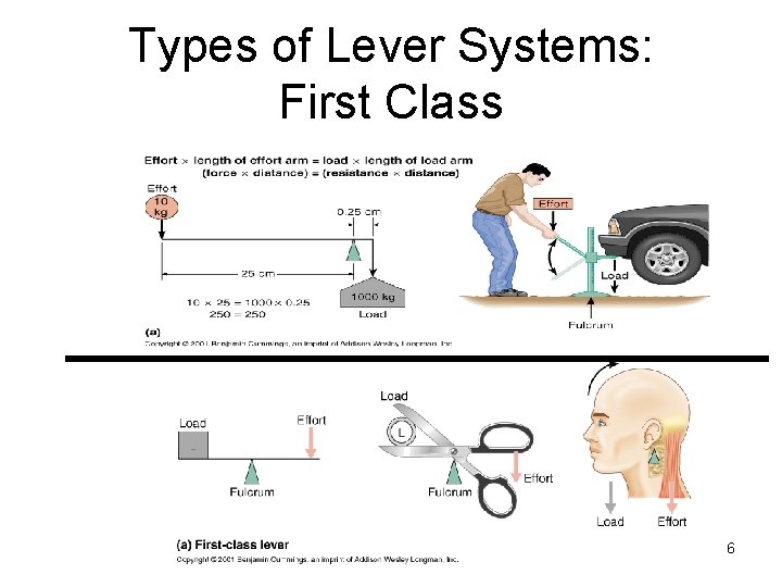 Types of Lever Systems: First Class 6 