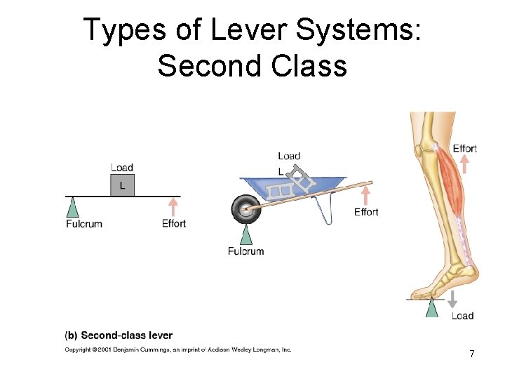 Types of Lever Systems: Second Class 7 