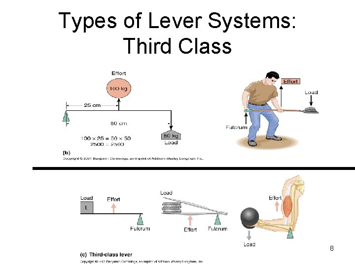 Types of Lever Systems: Third Class 8 
