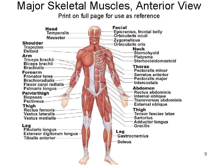 Major Skeletal Muscles, Anterior View Print on full page for use as reference 9
