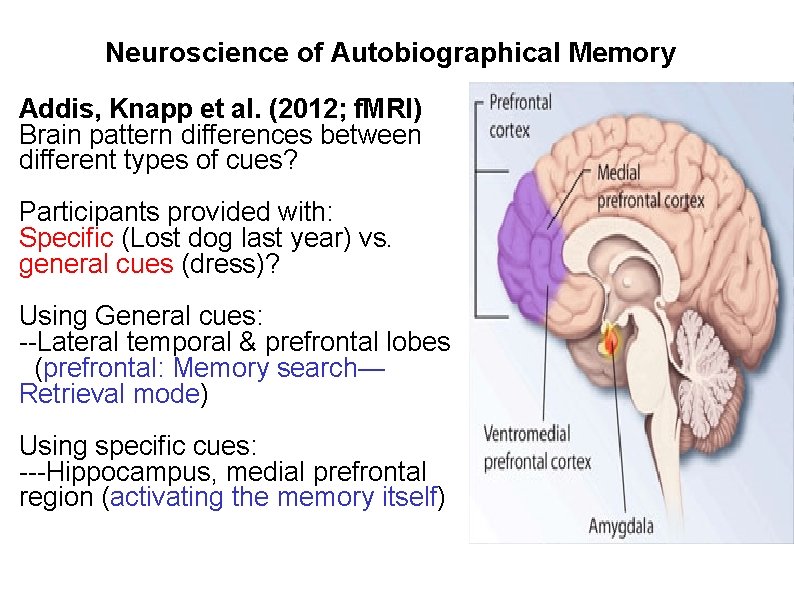 Neuroscience of Autobiographical Memory Addis, Knapp et al. (2012; f. MRI) Brain pattern differences