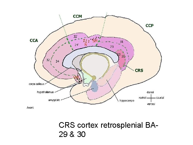 CRS cortex retrosplenial BA 29 & 30 