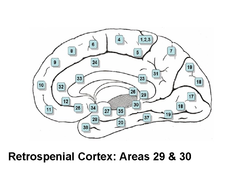Retrospenial Cortex: Areas 29 & 30 