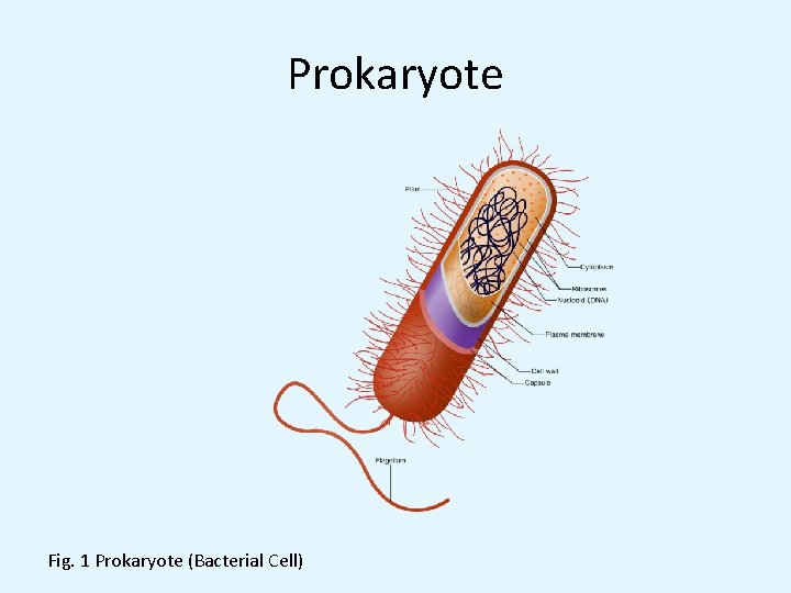 Prokaryote Fig. 1 Prokaryote (Bacterial Cell) 